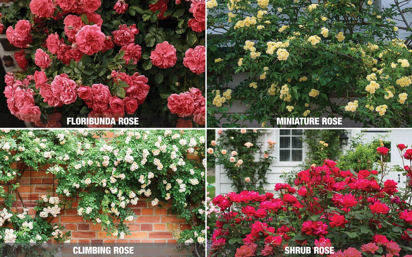 Types Of Roses And Rose Care The Home Depot types-of-roses-and-rose-care-the-home-depot